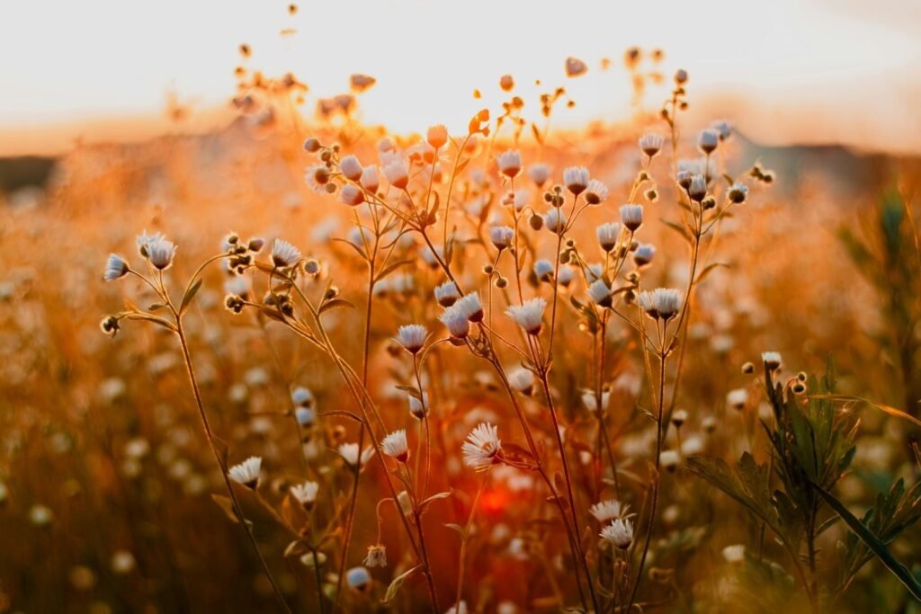 flower.jpg